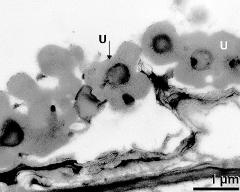 tapetum cells with Ubisch bodies (U)