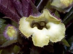 flower of Nautilocalyx lynchii,flower(s)