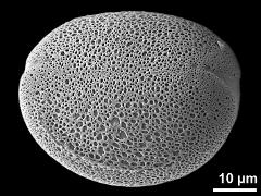 polar proximal view