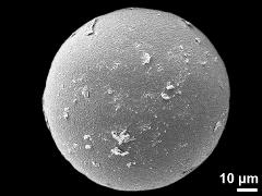 hydrated pollen grain