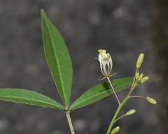 inflorescence(s)