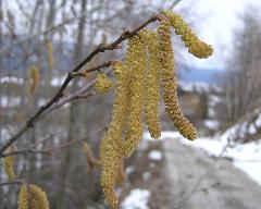 male flowers of Corylus avellana