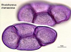 hydrated pollen