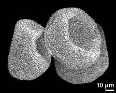 dry pollen grains