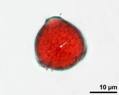 pollen grain with generative cell (arrow)