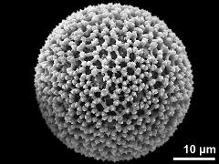 hydrated pollen grain