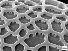 exine surface