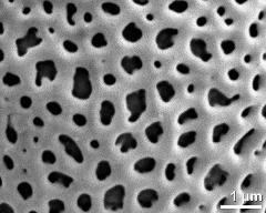 detail of exine surface