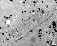 vegetative nucleus