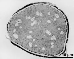 pollen grain in cross section