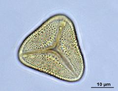 acetolyzed pollen,polar view