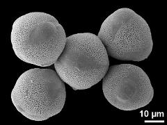 hydrated pollen