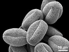 dry pollen grains