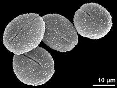 dry pollen grains