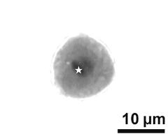 generative cell (asterisk) and vegetative nucleus