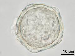 hydrated pollen,optical cross-section