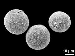 hydrated pollen grains