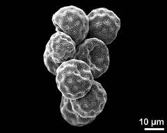 dry pollen grains