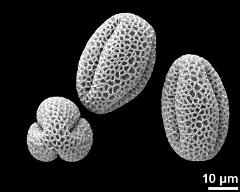 dry pollen grains