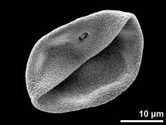 dry pollen grain