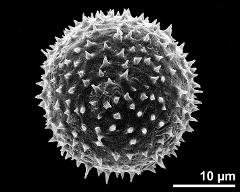 hydrated pollen grain