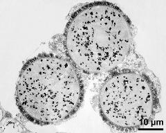 pollen grains in cross section