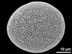 polar distal view