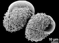 germinating pollen grains; exine ruptures and is pulled off