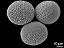 hydrated pollen