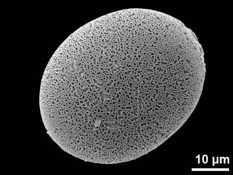 proximal polar view