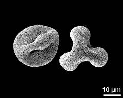 dry pollen grains