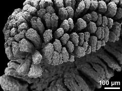 massulae (forming pollinium)