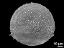 polar view (oblique)