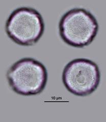 hydrated pollen