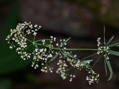 inflorescence(s)