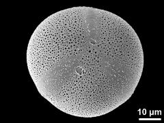 tricolpate pollen grain