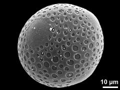 hydrated pollen grain