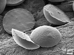 dry pollen grains