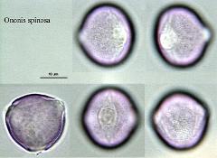 hydrated pollen