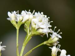 inflorescence(s)