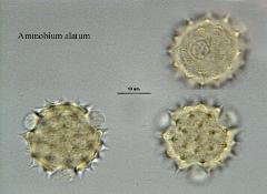 hydrated pollen