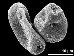 dry pollen grains