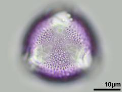 hydrated pollen,polar view