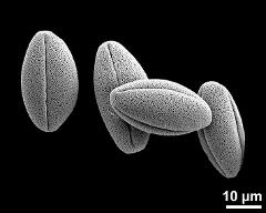 dry pollen grains