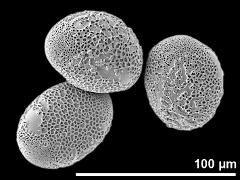 hydrated pollen grains