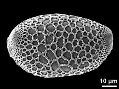 polar proximal view