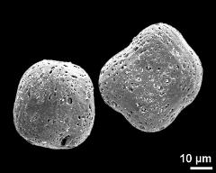 hydrated tetrads