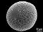 hydrated pollen grain