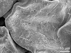 tetrads (forming pollinium)