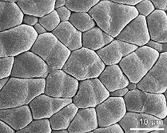 tetrads (in pollinium)